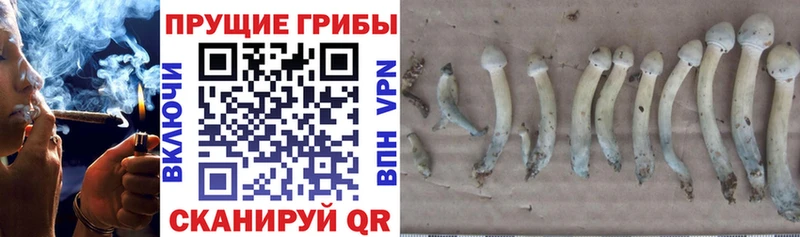 купить  цена  Джанкой  Псилоцибиновые грибы ЛСД 